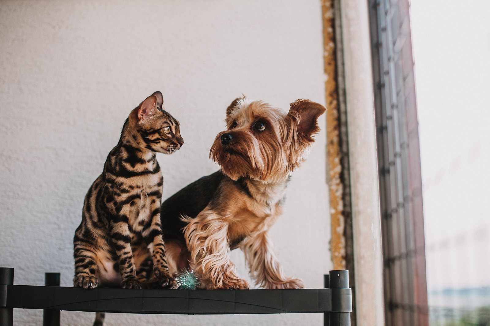 Cachorro e gato sentados juntos, representando o cuidado da Pet House Prime