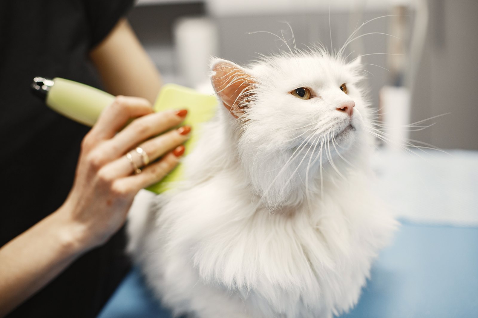 Gato branco sendo escovado por profissional
