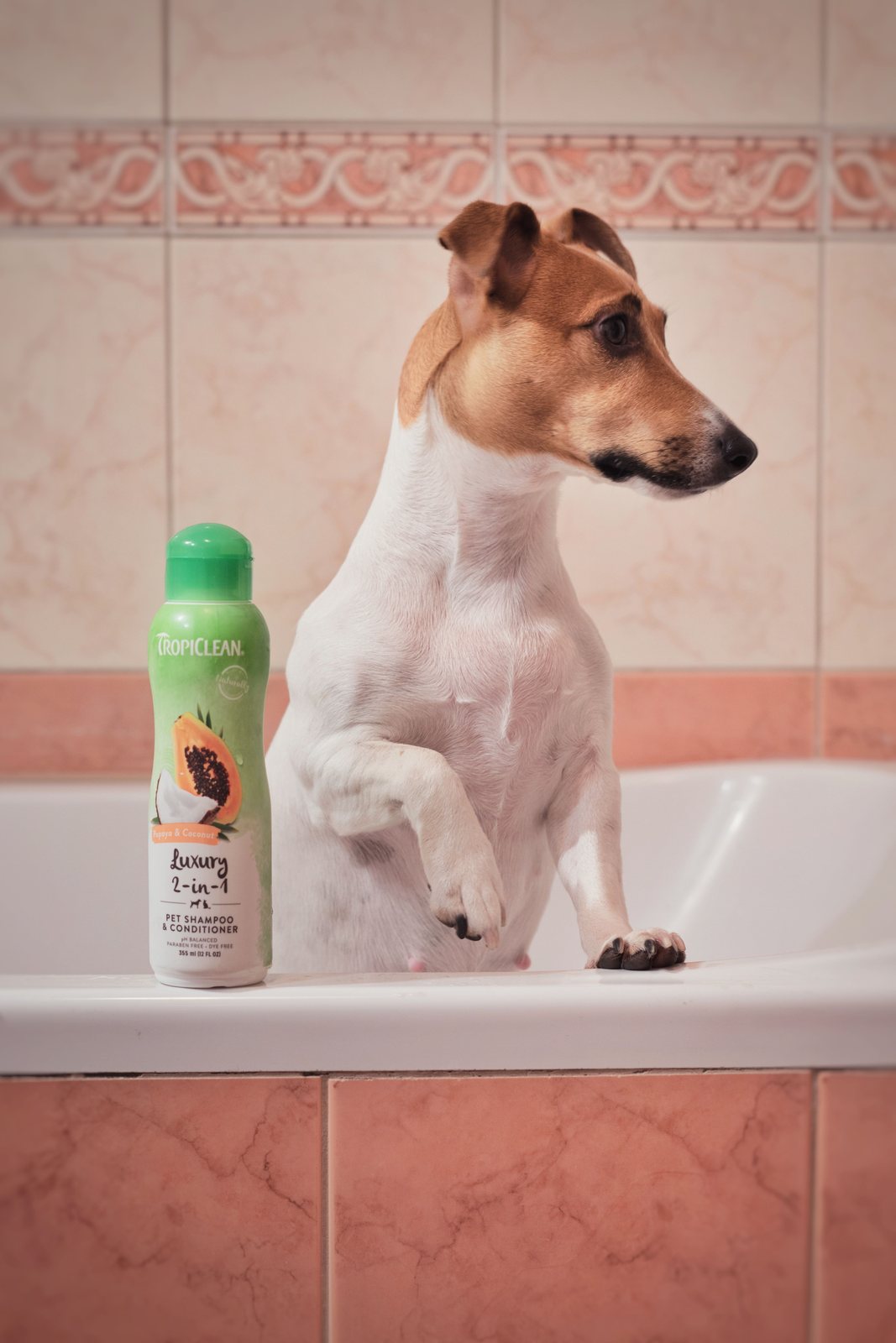 Cão em banheira durante aplicação de shampoo