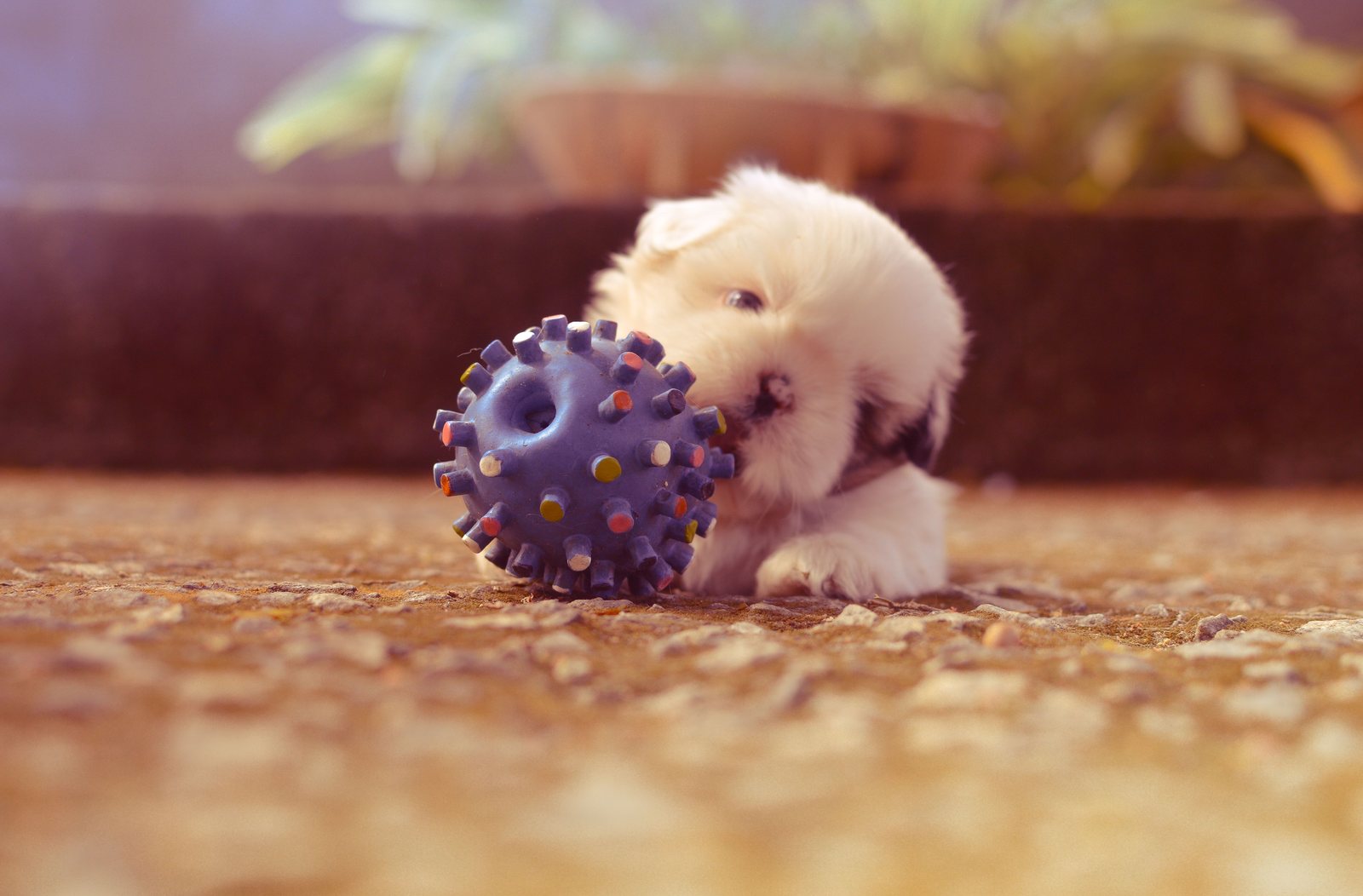 Filhote brincando com bola de brinquedo