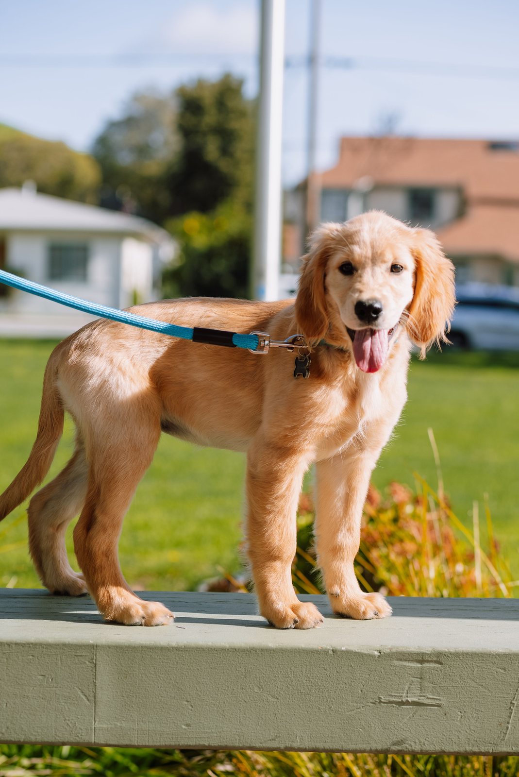 Cão golden retriever com guia de passeio