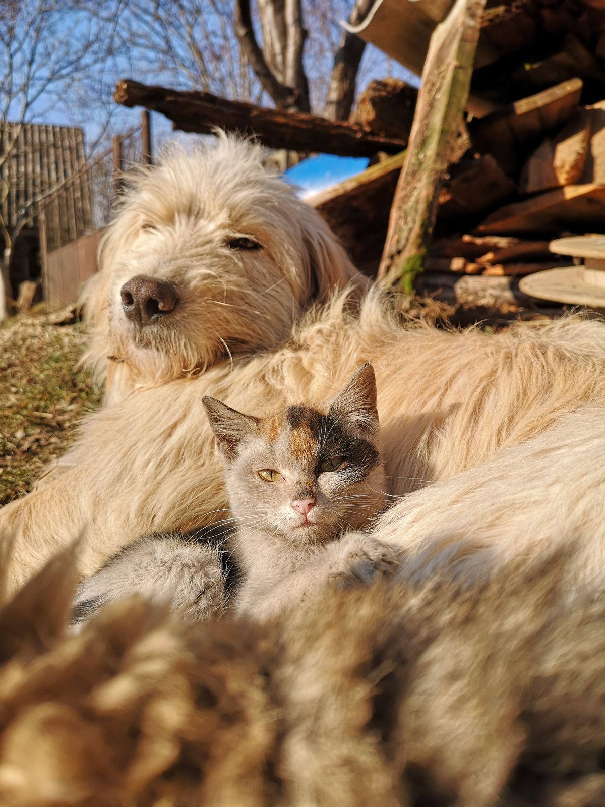 Cão e gato sentados juntos ao ar livre